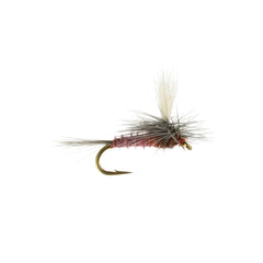 Mahogany Dun Parachute